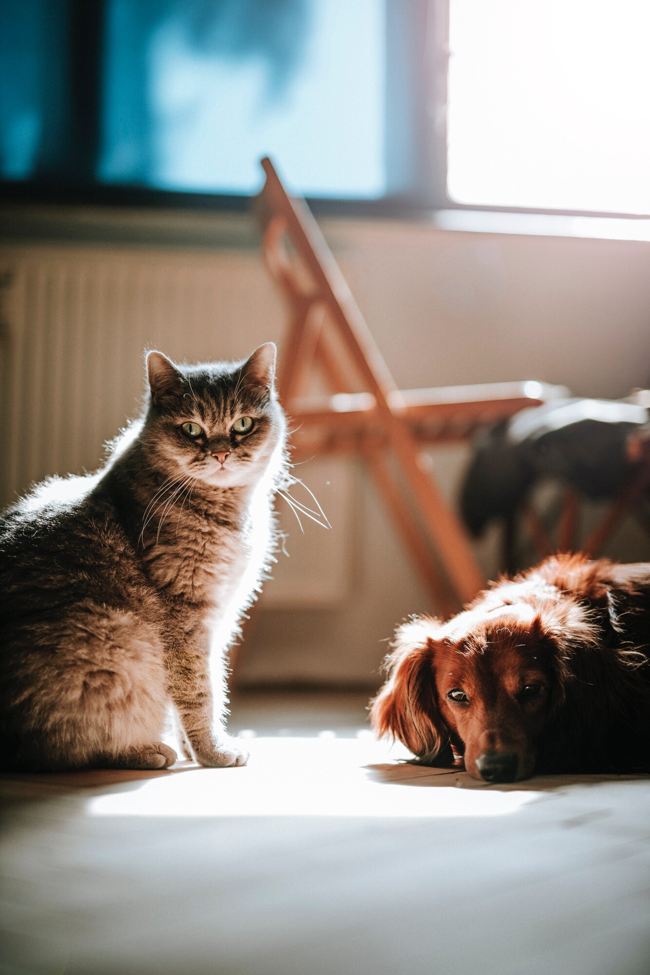 Pros and Cons of Allowing Pets in Your Hudson Valley, NY Rental Property